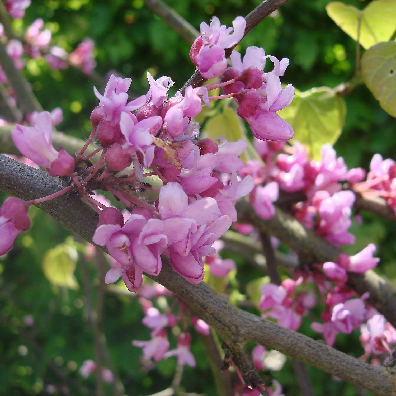 Cercis Canadensis 'Traveller' - Image 2