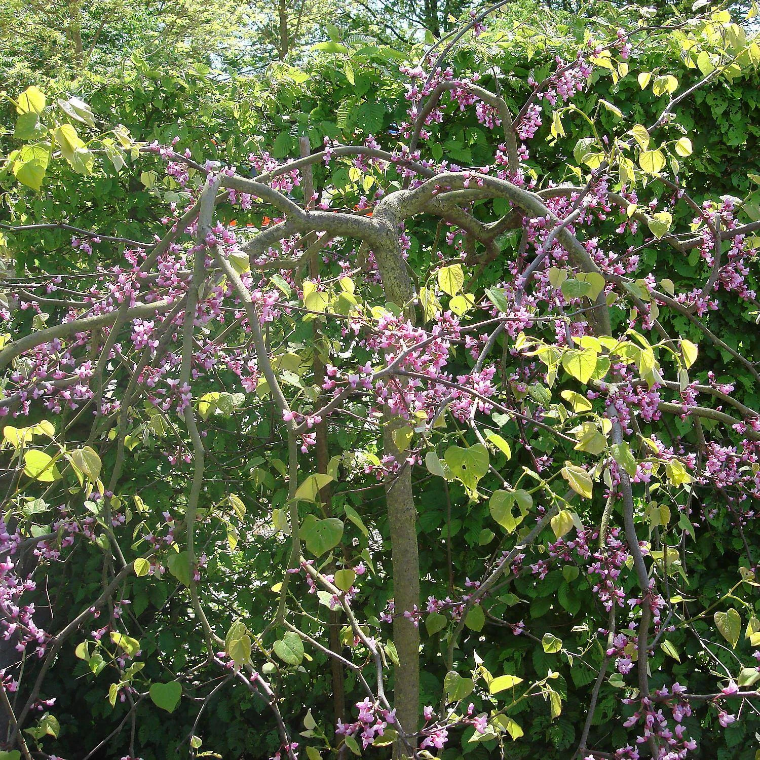 Cercis Canadensis 'Traveller' - Image 3