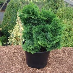 Chamaecyparis Obtusa 'Nana Gracilis'