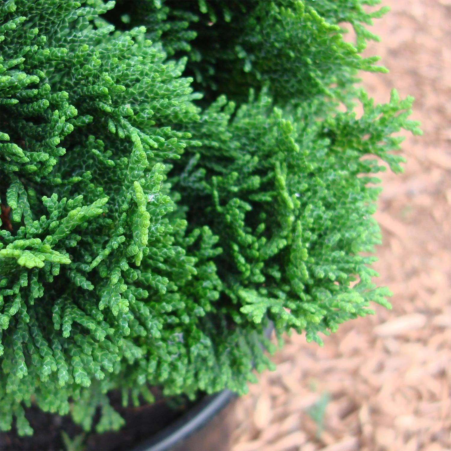 Chamaecyparis Obtusa 'Nana Gracilis' - Image 2