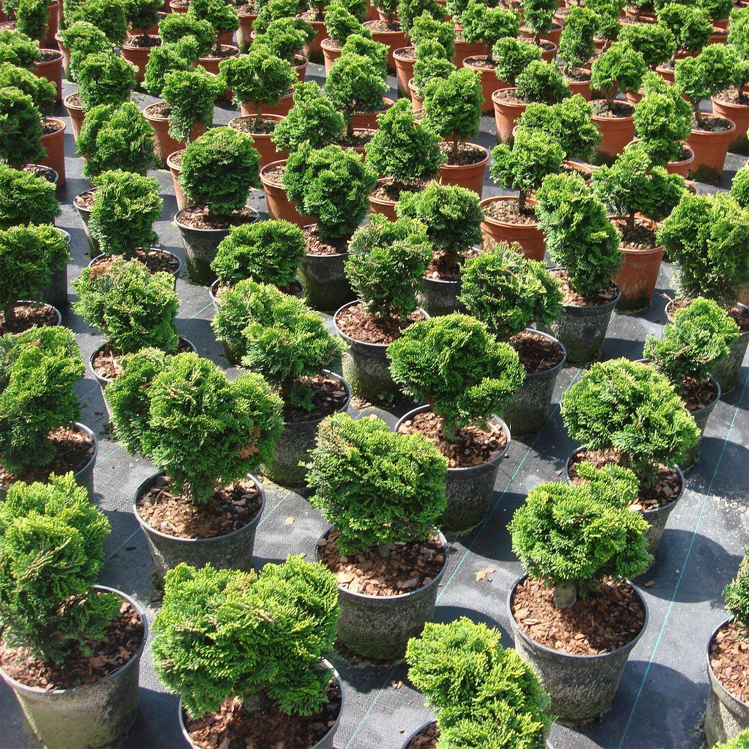 Chamaecyparis Obtusa 'Nana Gracilis' - Image 3