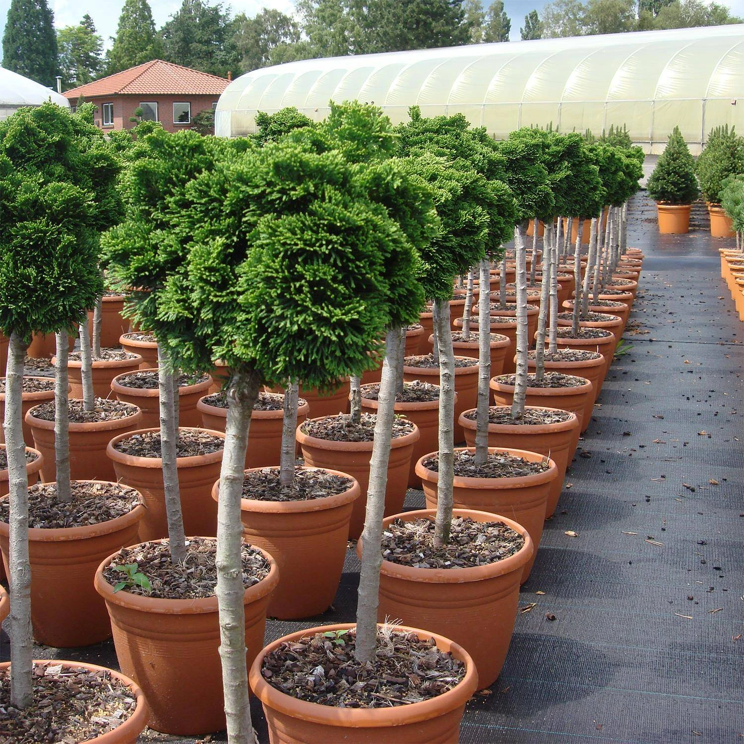 Chamaecyparis Obtusa 'Nana Gracilis' - Image 4