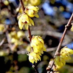 Chimonanthus Praecox