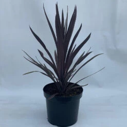 Cordyline Australis 'Purple Tower'