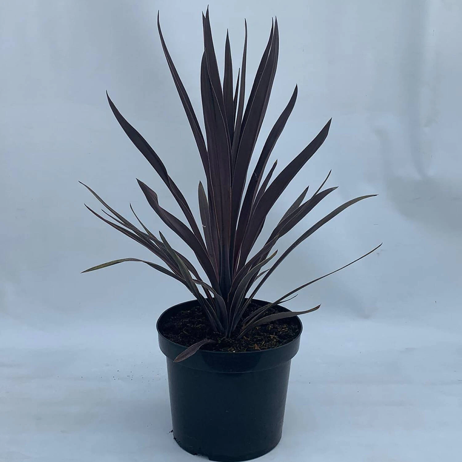 Cordyline Australis 'Purple Tower'