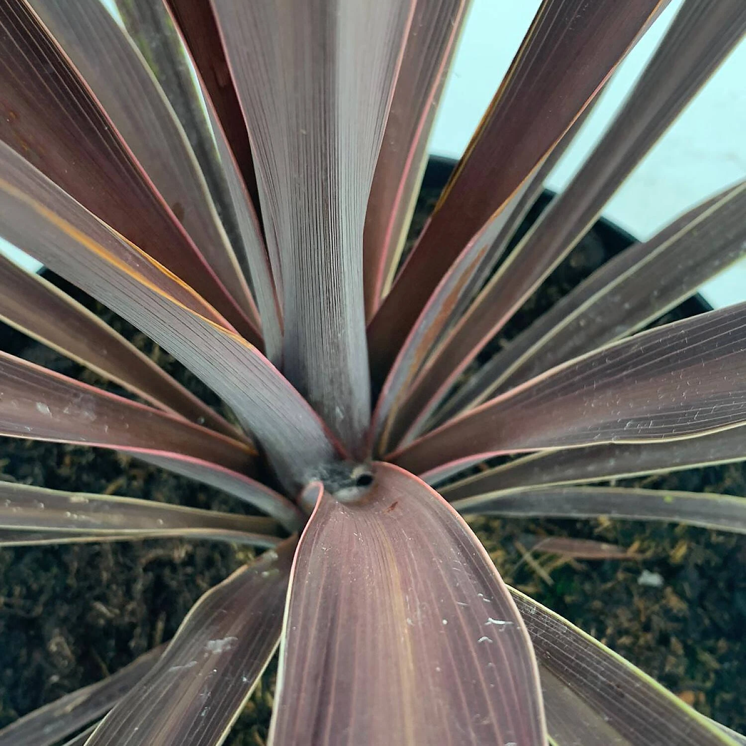 Cordyline Australis 'Purple Tower' - Image 2