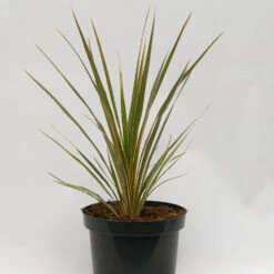 Cordyline Australis 'Torbay Dazzler'