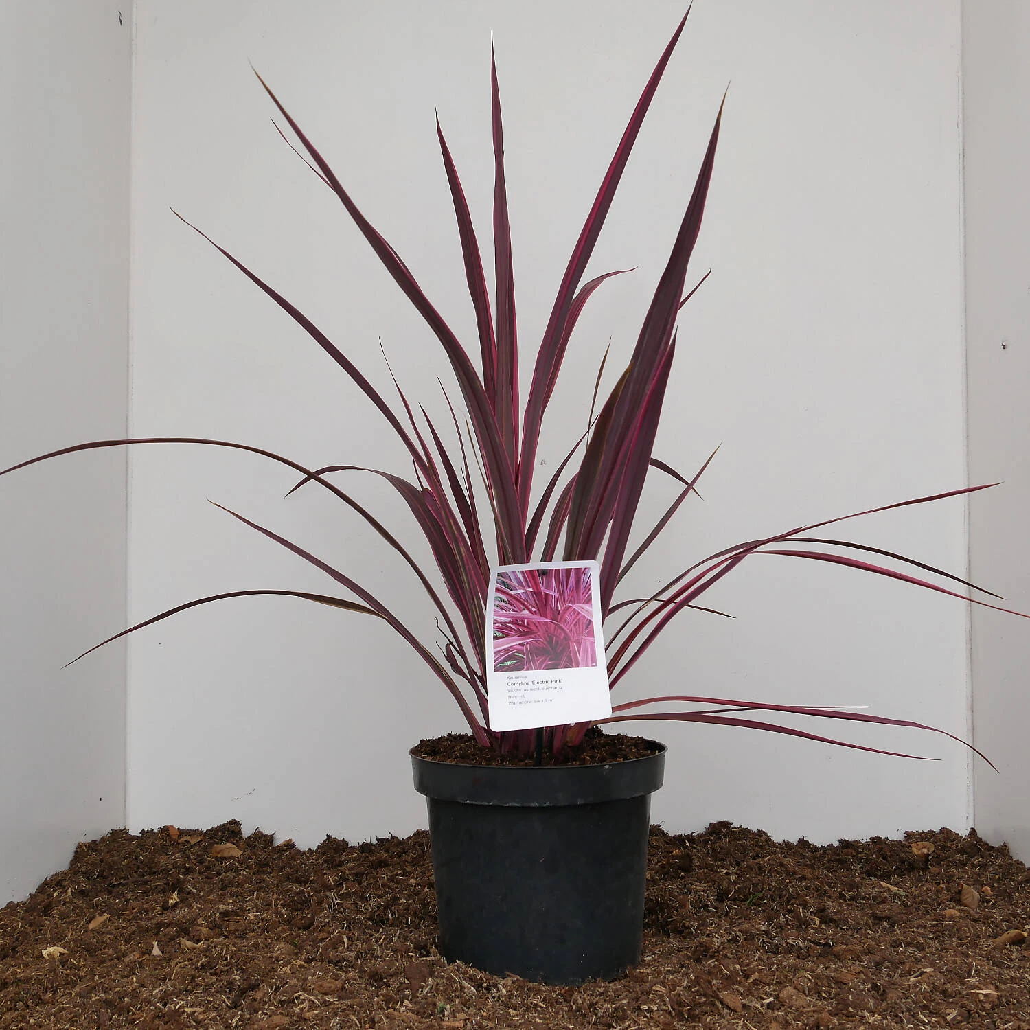 Cordyline Banksii 'Electric Pink'