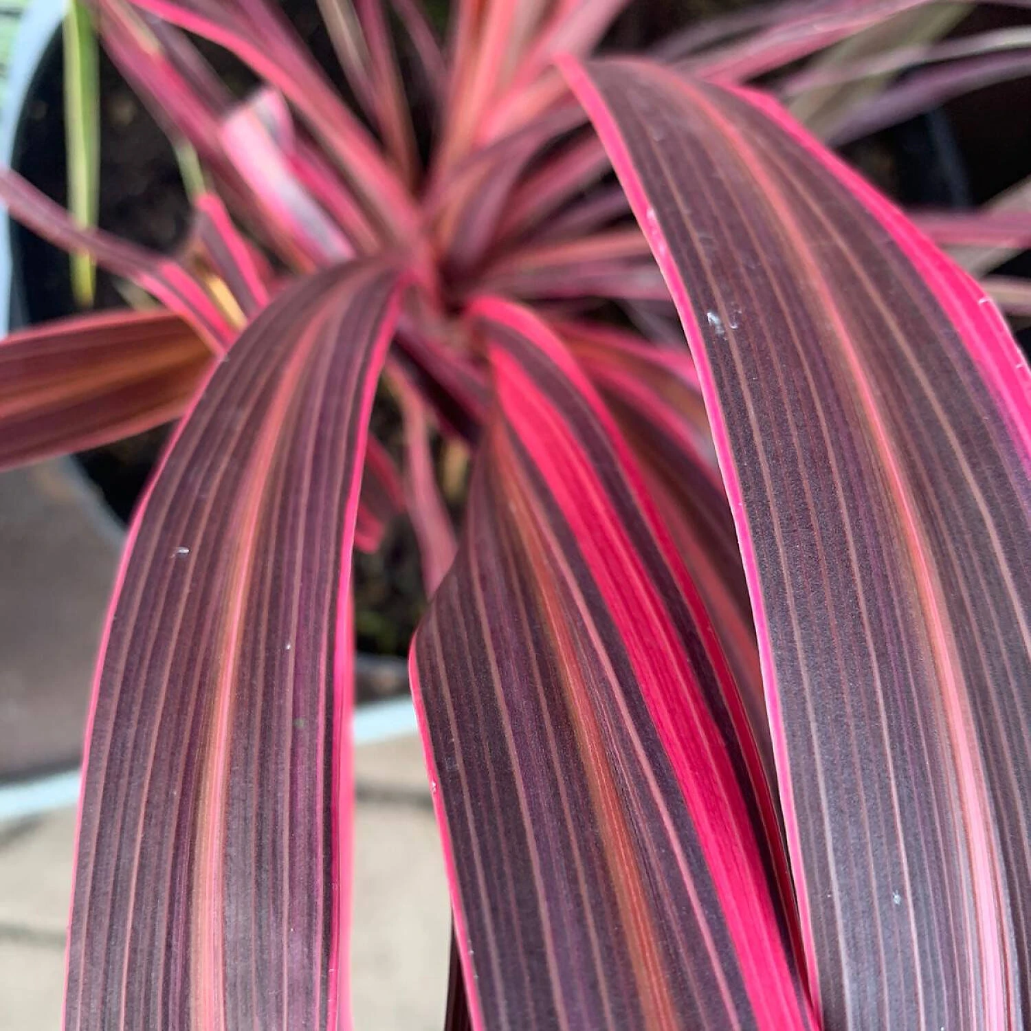 Cordyline Banksii 'Electric Pink' - Image 2