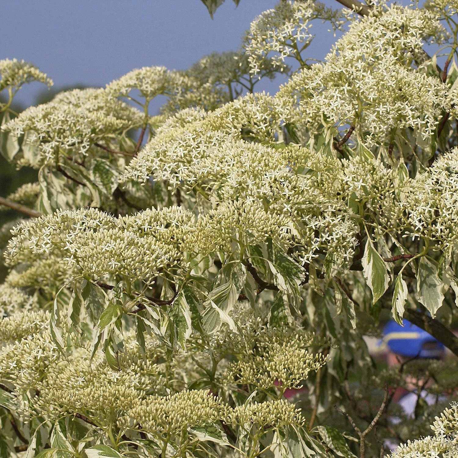 Cornus Controversa 'Variegata'