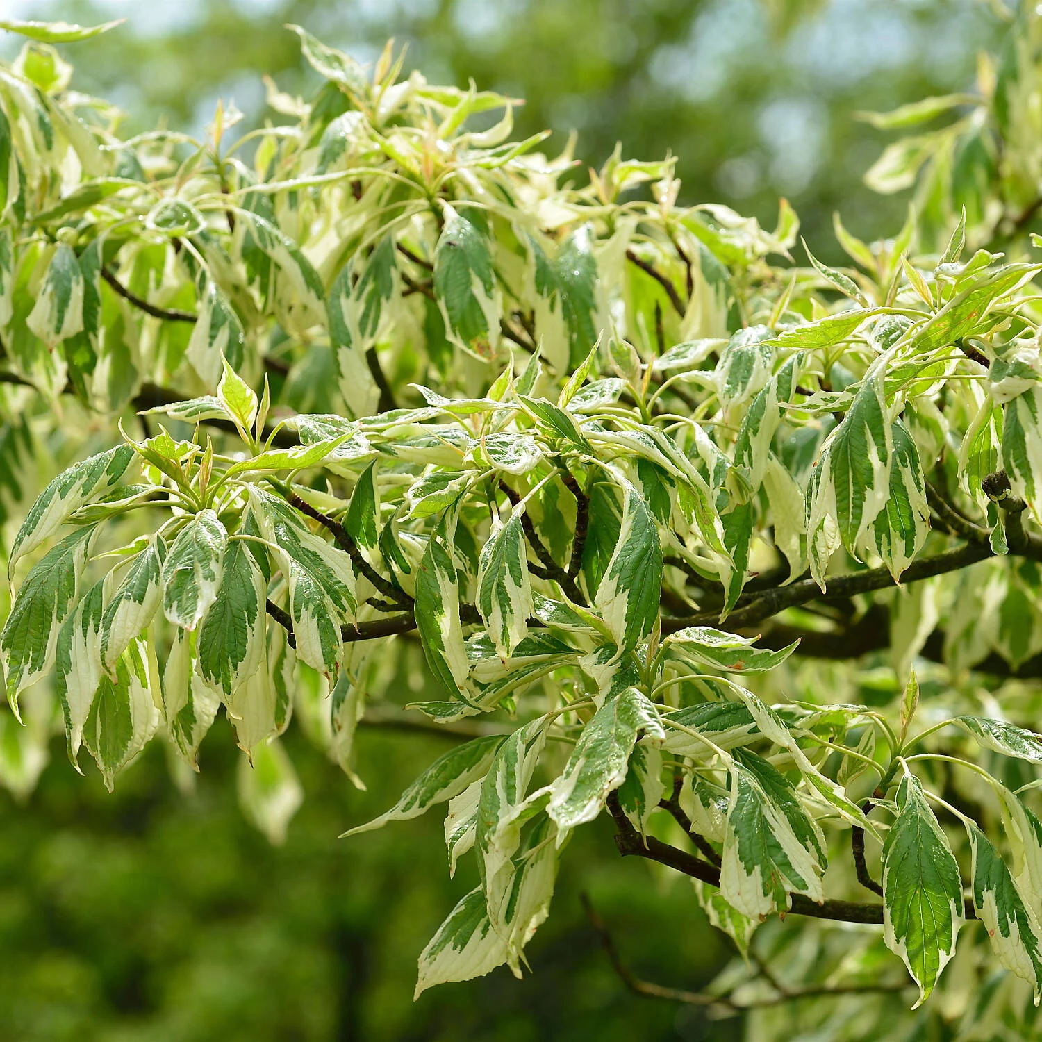 Cornus Controversa 'Variegata' - Image 2