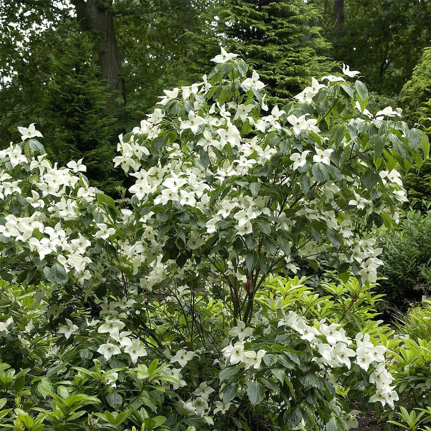 Cornus Kousa Chinensis 'China Girl'