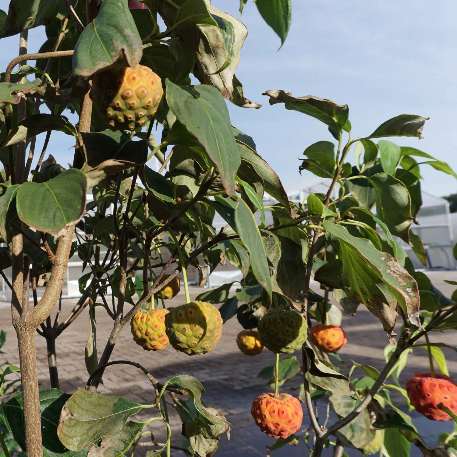 Cornus Kousa Chinensis 'China Girl' - Image 3