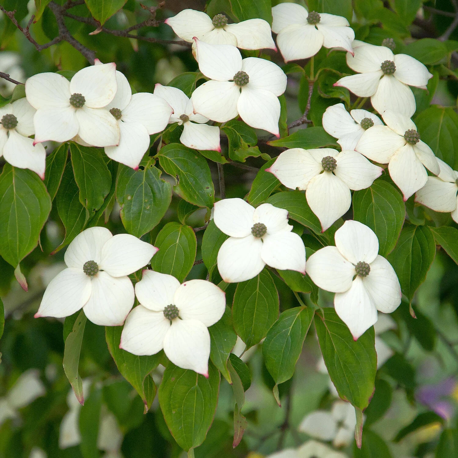 Cornus Kousa Chinensis 'Kreuzdame'