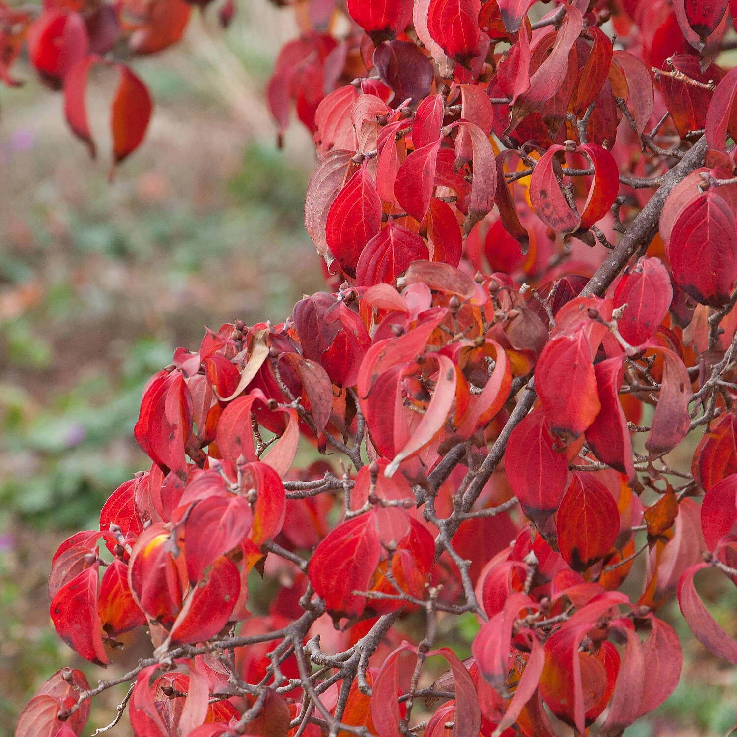 Cornus Kousa Chinensis 'Kreuzdame' - Image 2