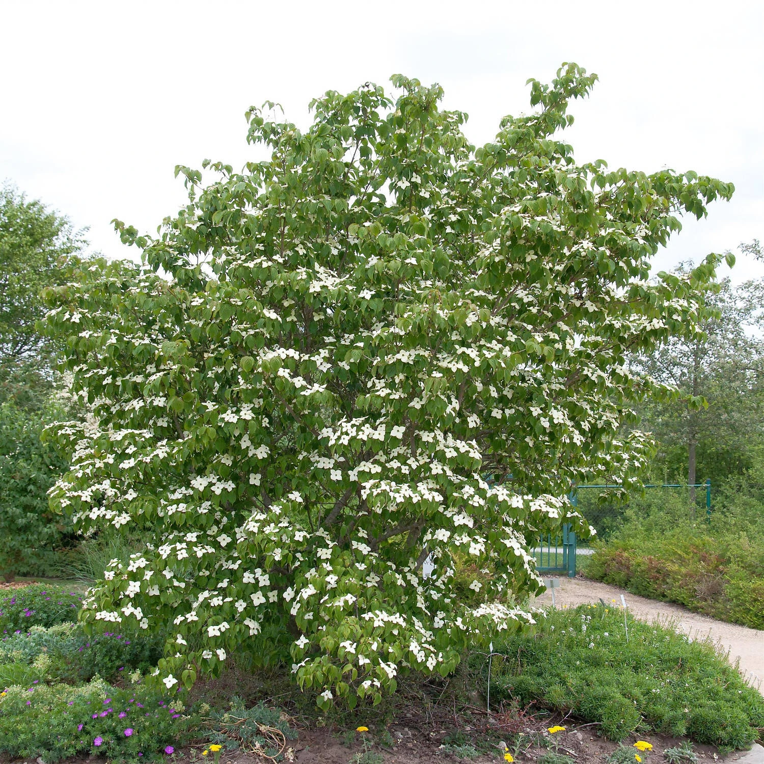 Cornus Kousa Chinensis 'Kreuzdame' - Image 3