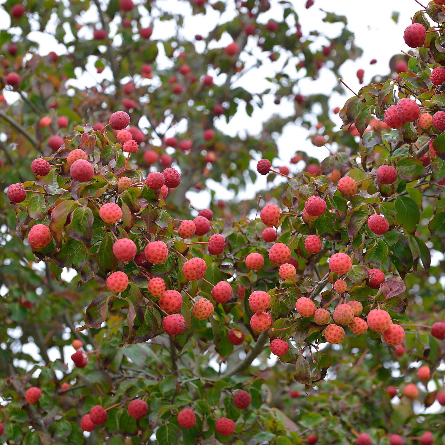 Cornus Kousa Chinensis 'Kreuzdame' - Image 4