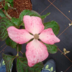 Cornus Kousa 'Satomi'®