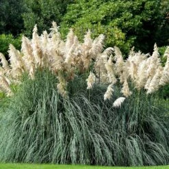 Cortaderia Selloana