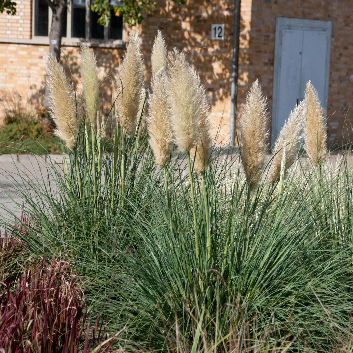 Cortaderia Selloana 'Evita'®