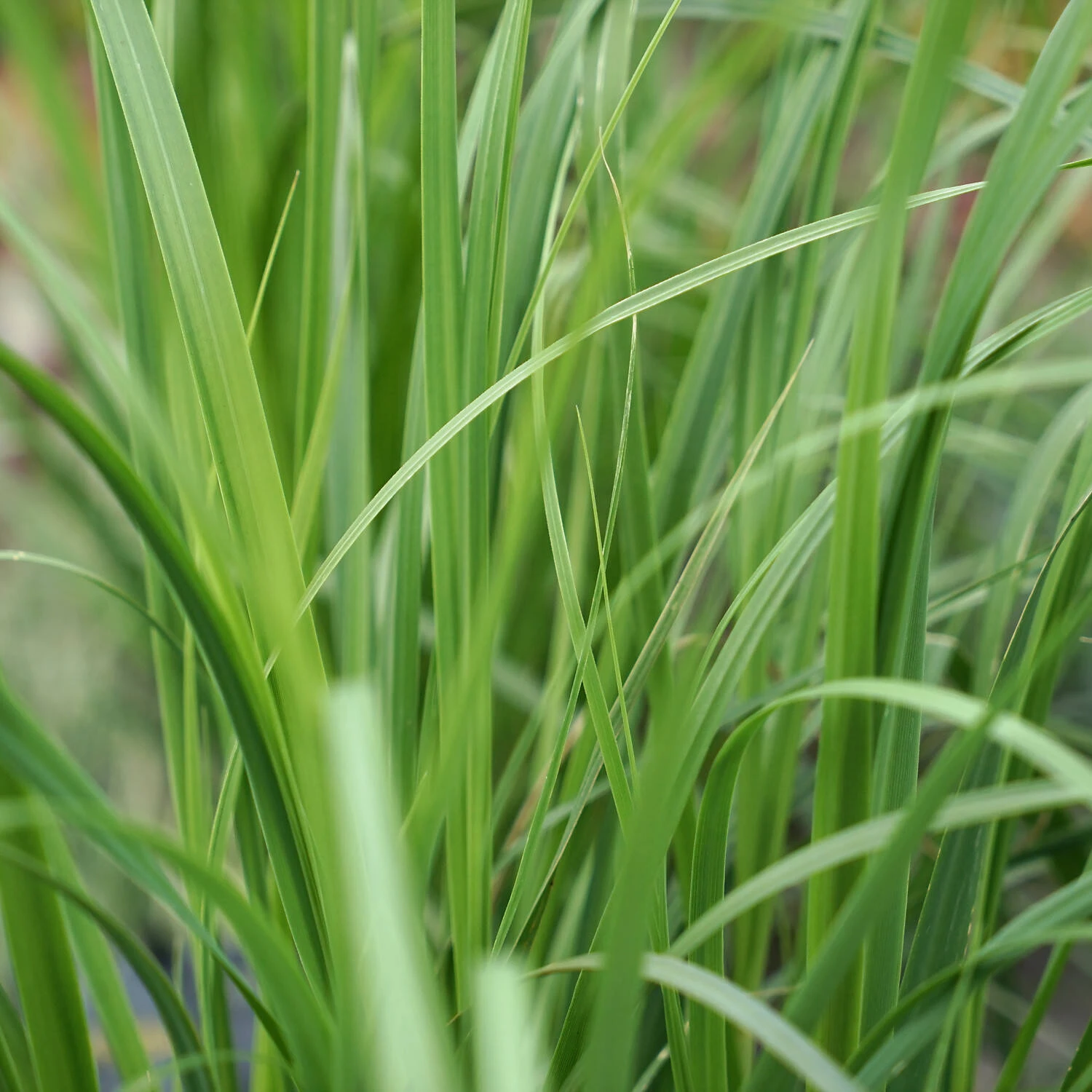 Cortaderia Selloana 'Pink Feather'