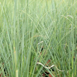Cortaderia Selloana 'Senior'