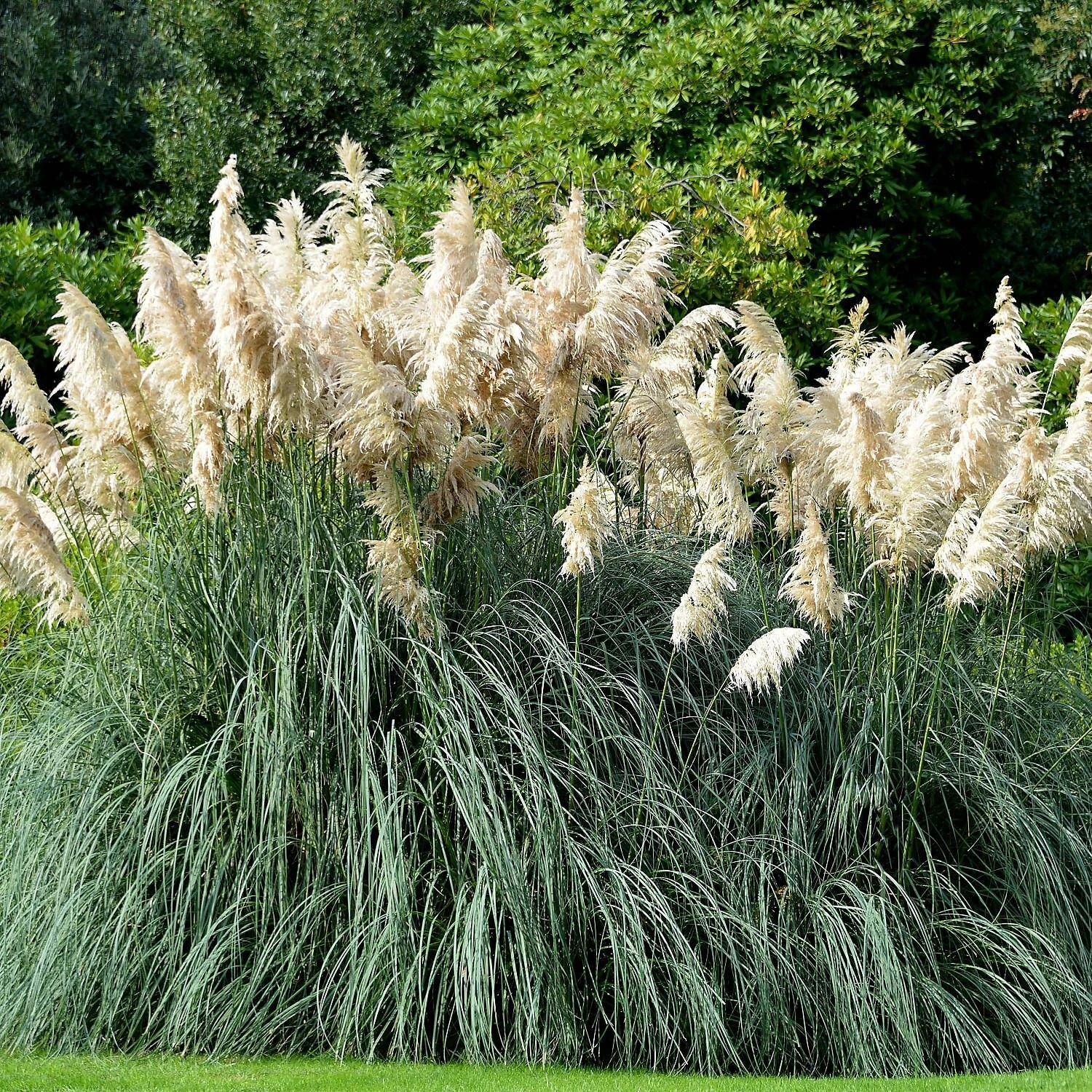 Cortaderia Selloana