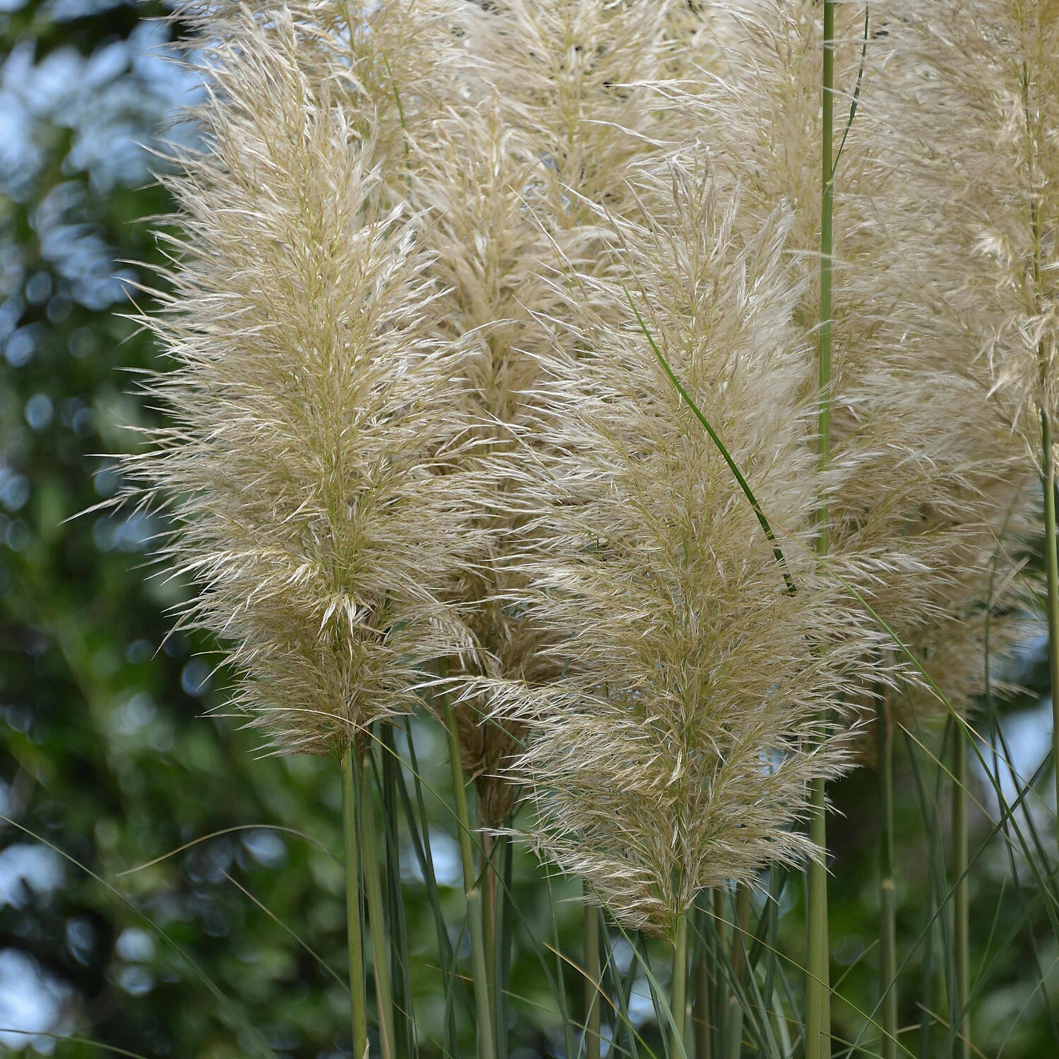 Cortaderia Selloana - Image 2