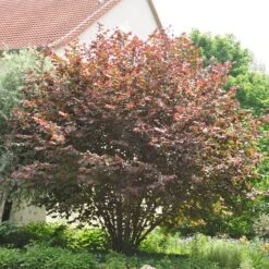 Corylus Maxima 'Purpurea'