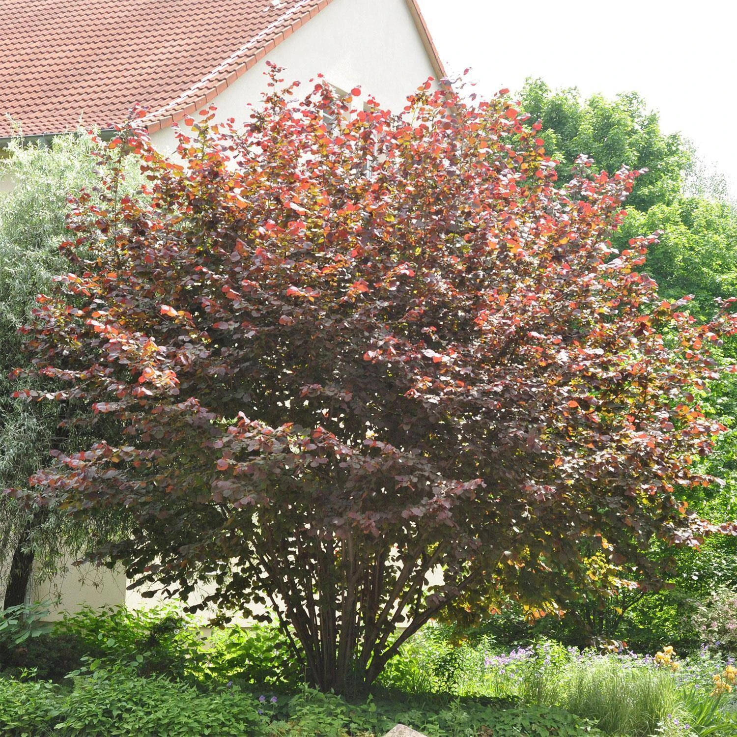 Corylus Maxima 'Purpurea'