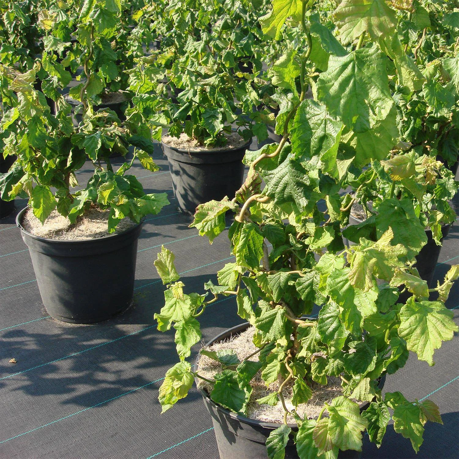 Corylus Avellana 'Twister -Scooter'