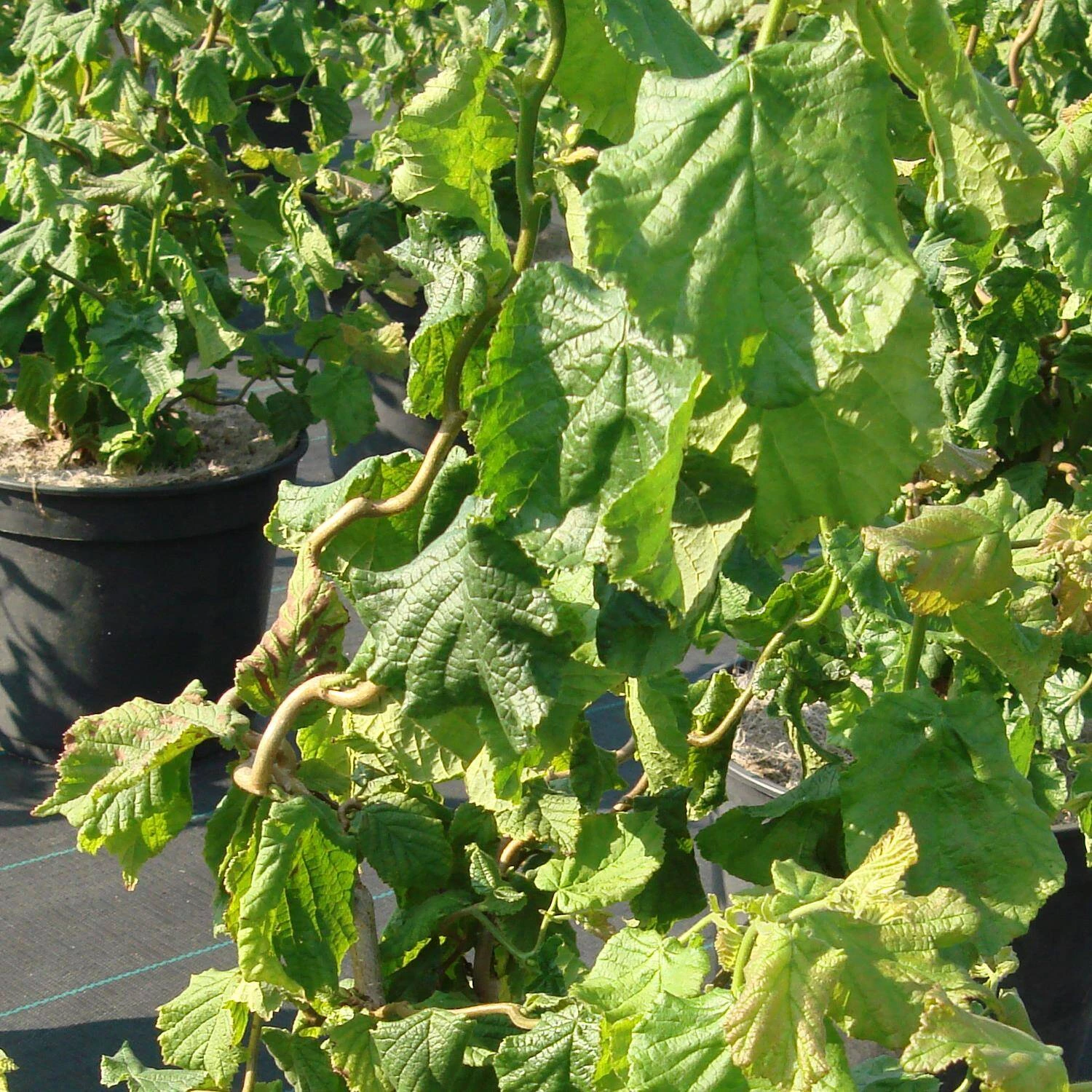 Corylus Avellana 'Twister -Scooter' - Image 2