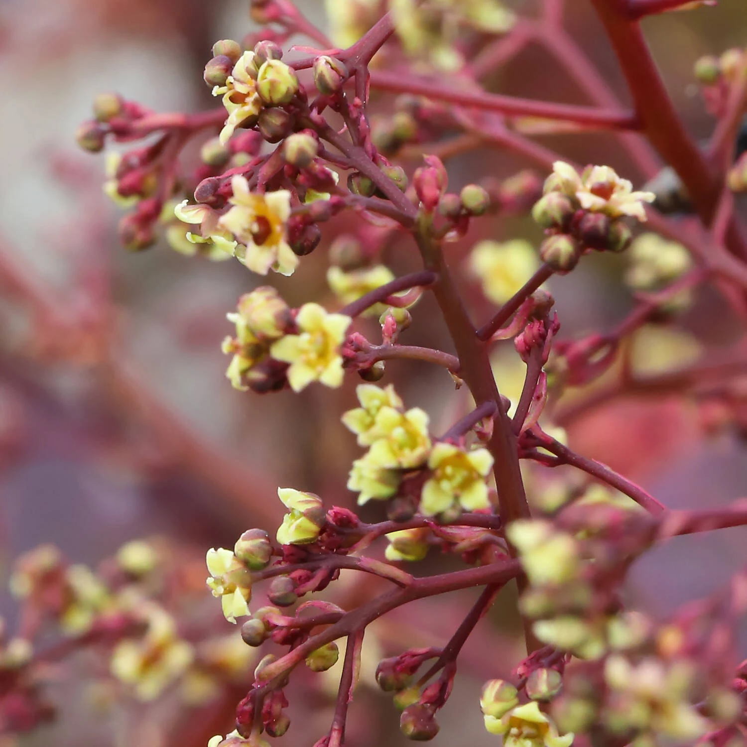 Cotinus Coggygria 'Dusky Maiden' - Image 2