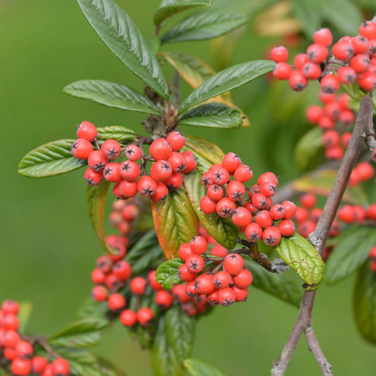 Cotoneaster Salicifolius Floccosus - Image 2