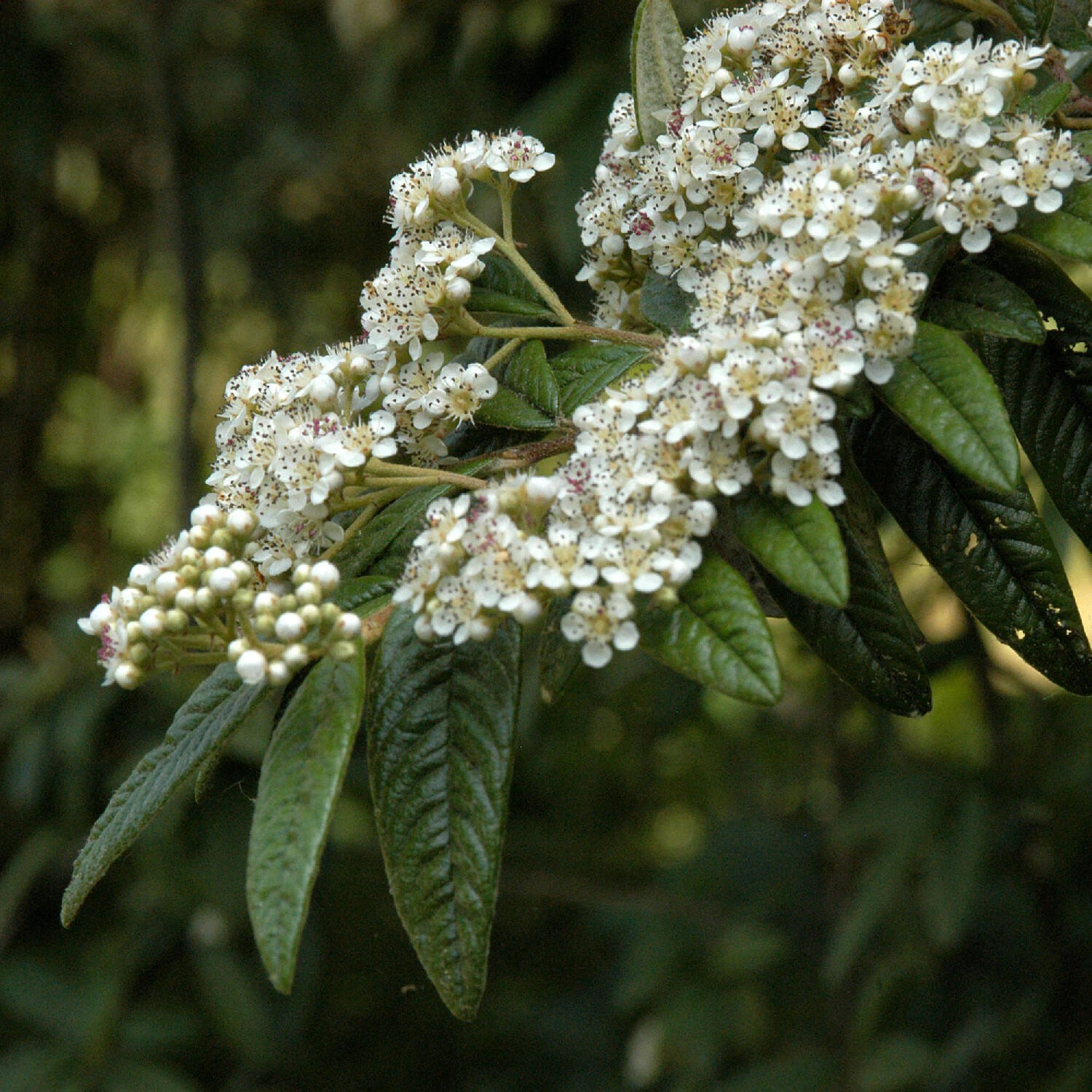 Cotoneaster Salicifolius Floccosus - Image 3