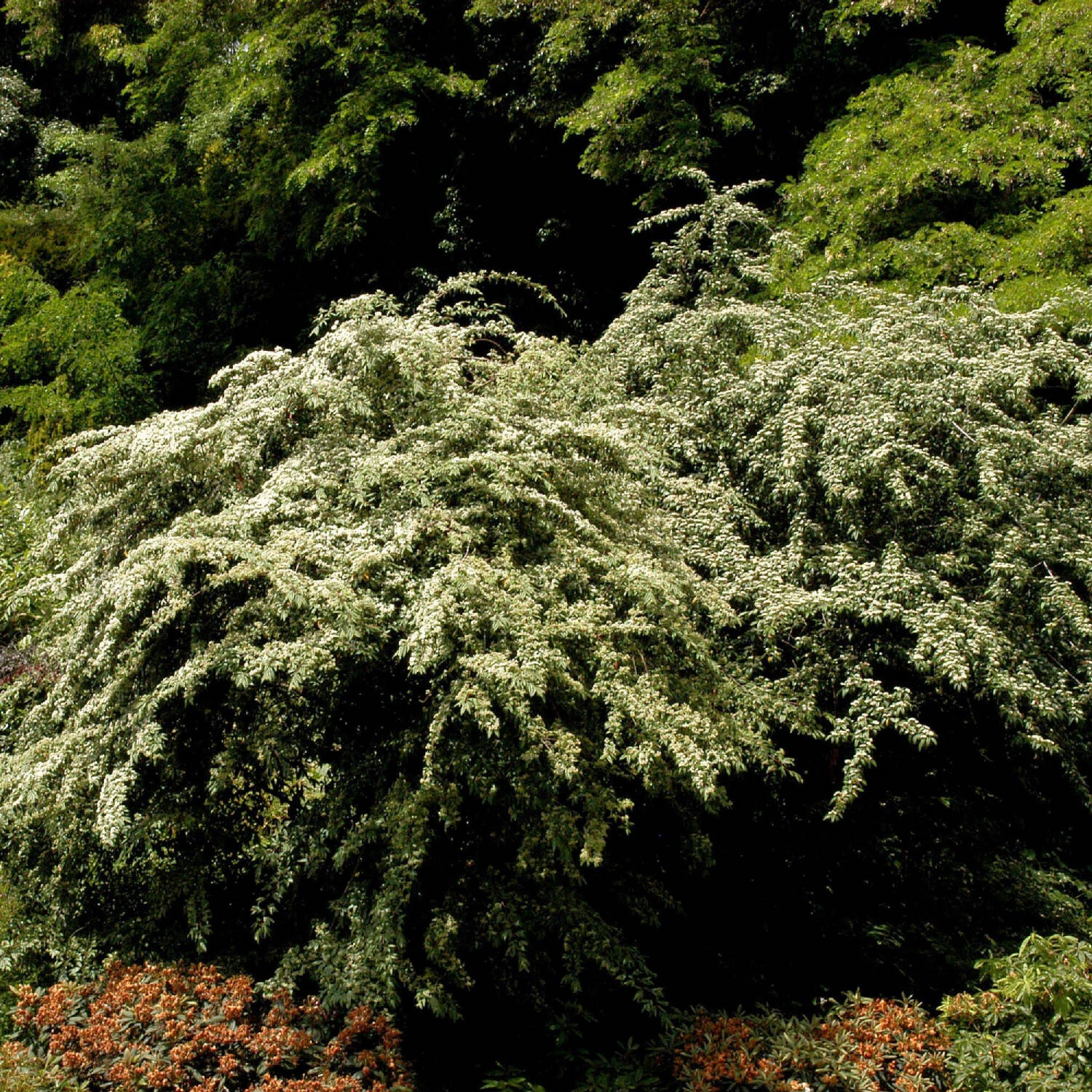Cotoneaster Salicifolius Floccosus - Image 4