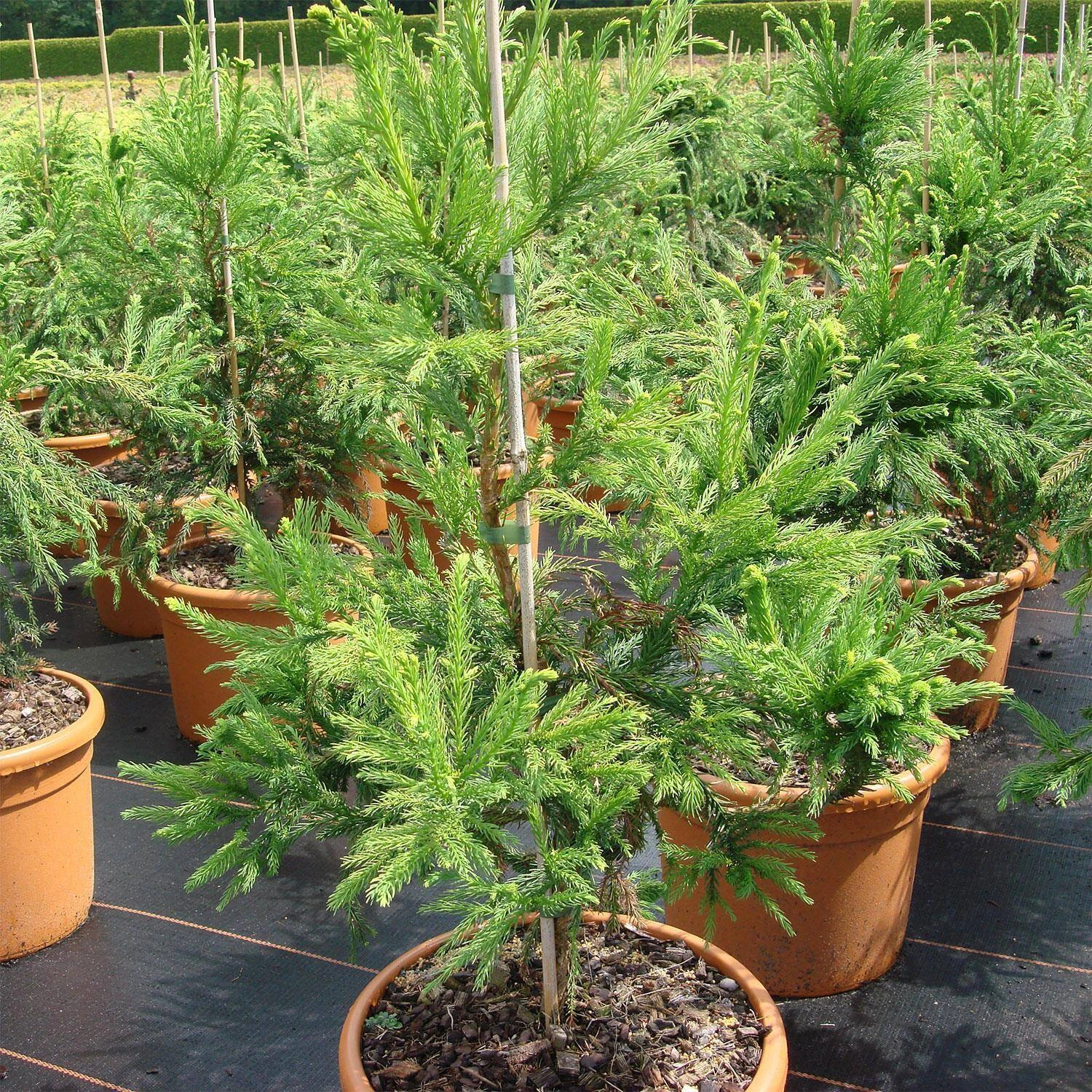 Cryptomeria Japonica 'Cristata'