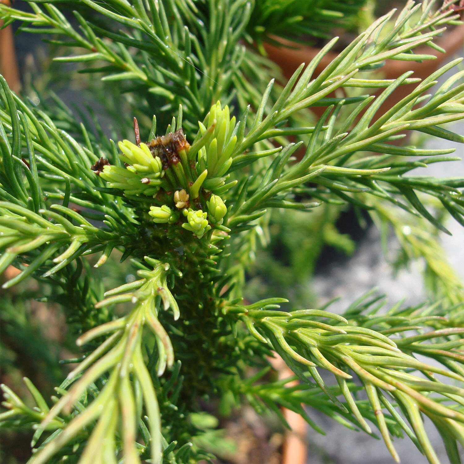 Cryptomeria Japonica 'Cristata' - Image 2