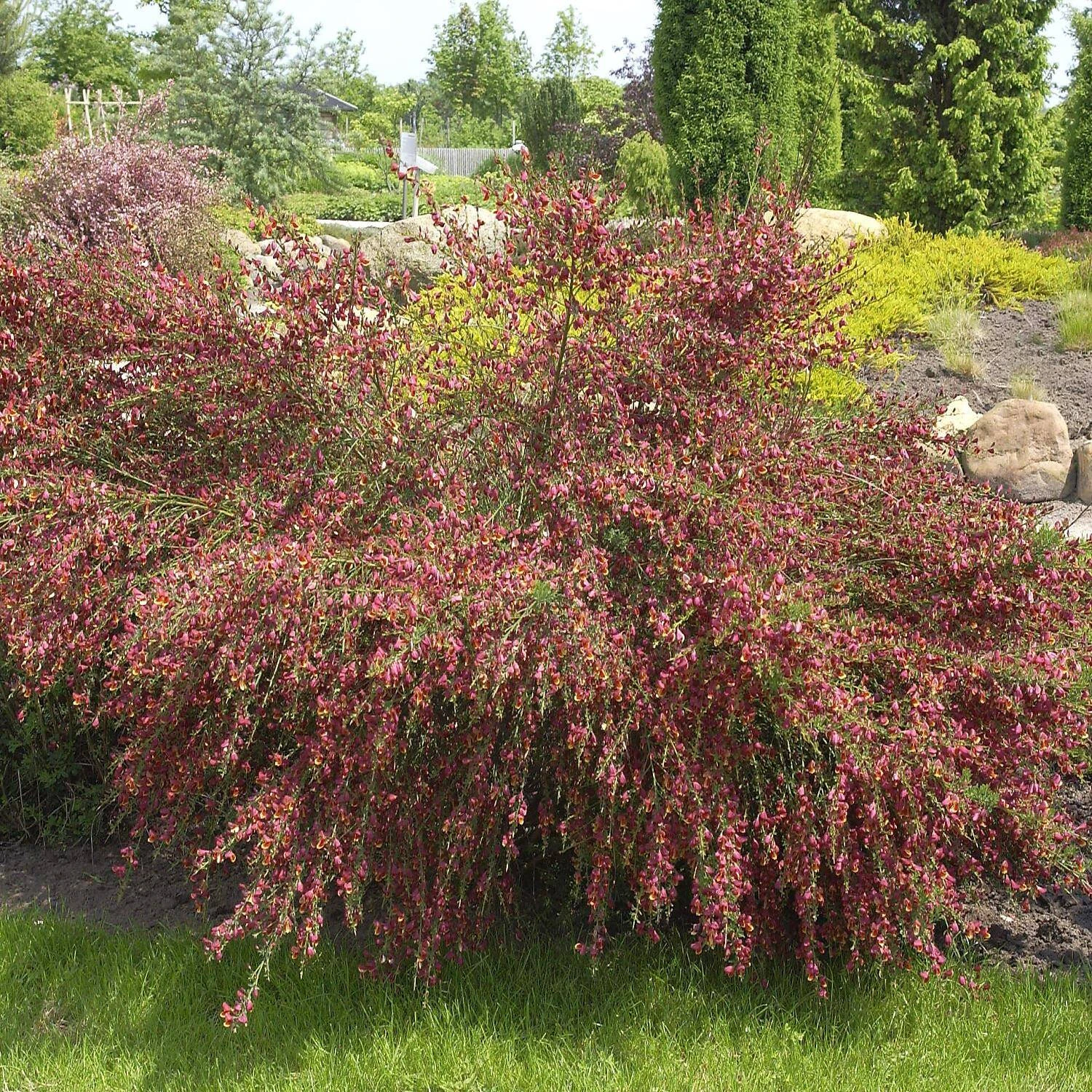 Cytisus Scoparius 'Red Wings'