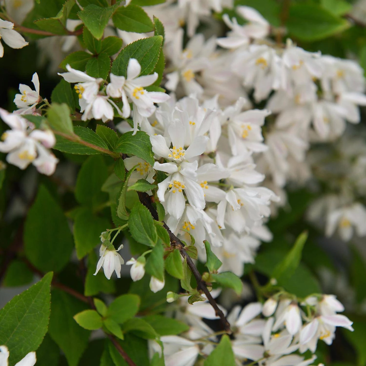 Deutzia Rosea 'Yuki Cherry Blossom' - Image 2