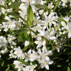Deutzia Rosea 'Yuki Snowflake'