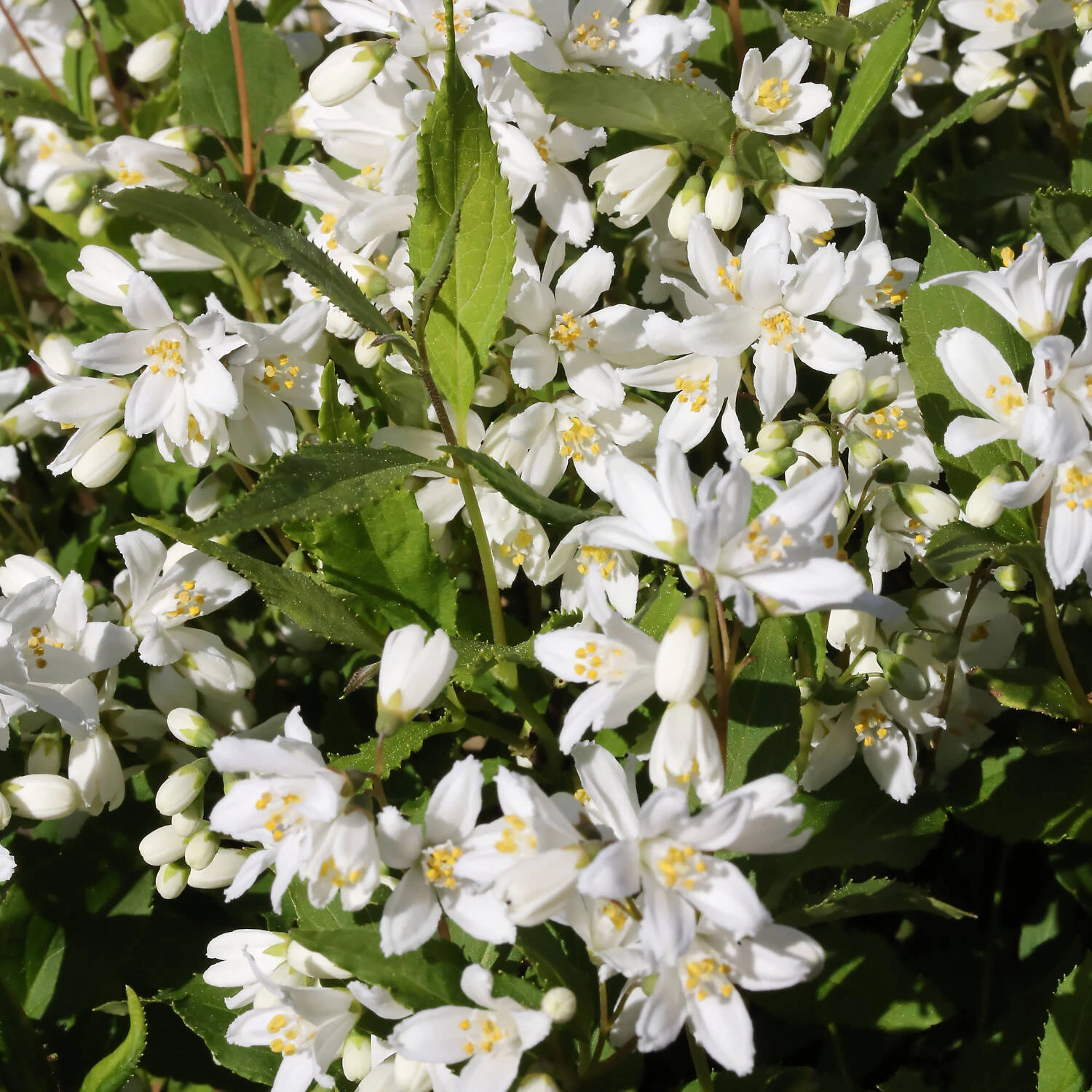 Deutzia Rosea 'Yuki Snowflake'