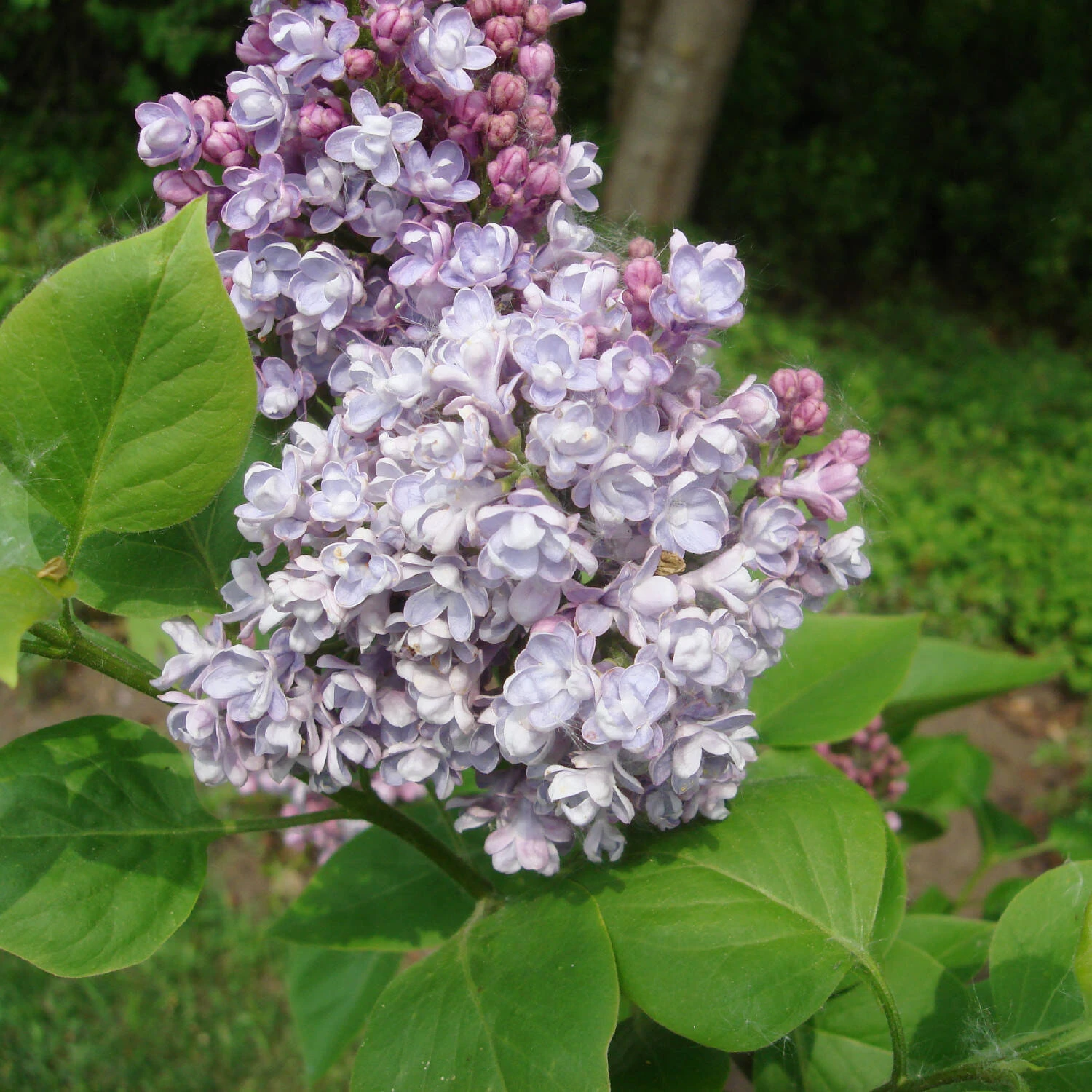 Syringa Vulg.'Katharine Havemeyer' - Image 2