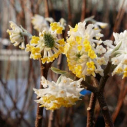 Edgeworthia Chrysantha 'Winter Liebe'