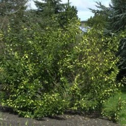 Elaeagnus Ebbingei 'Limelight'