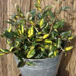 Elaeagnus Pungens 'Maculata'