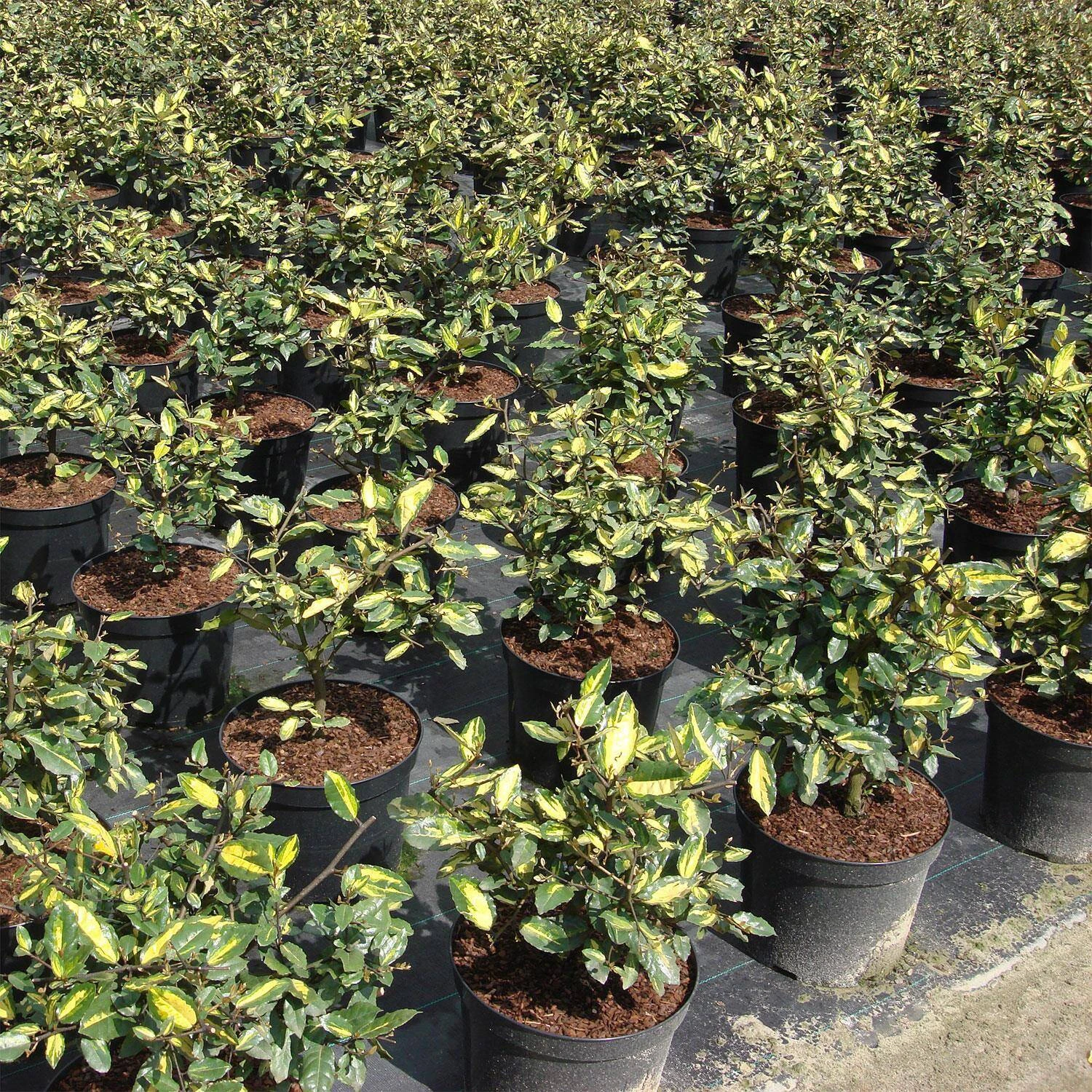 Elaeagnus Pungens 'Maculata' - Image 2