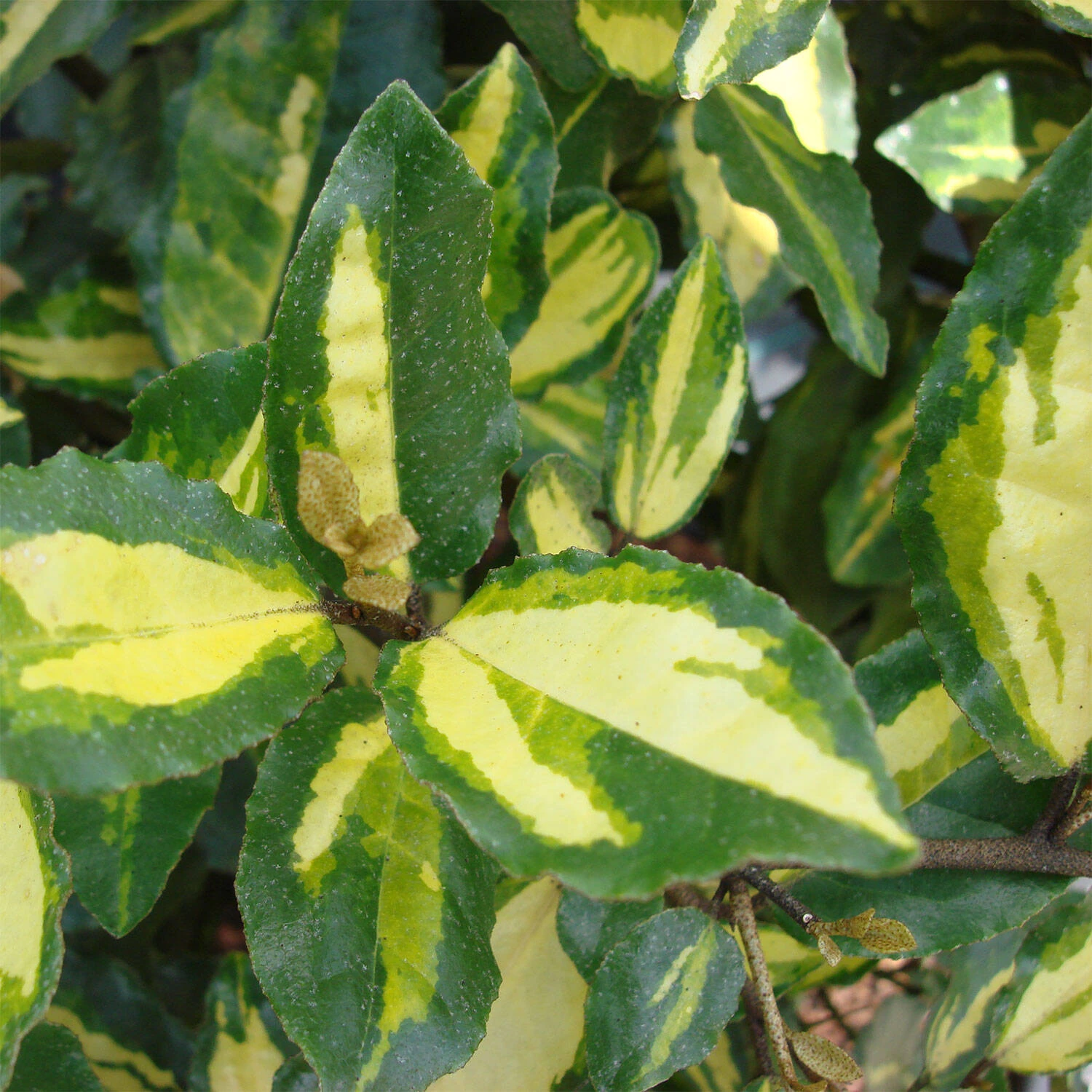 Elaeagnus Pungens 'Maculata' - Image 3