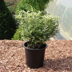 Euonymus Japonicus 'Microphylla Aureovariegata'