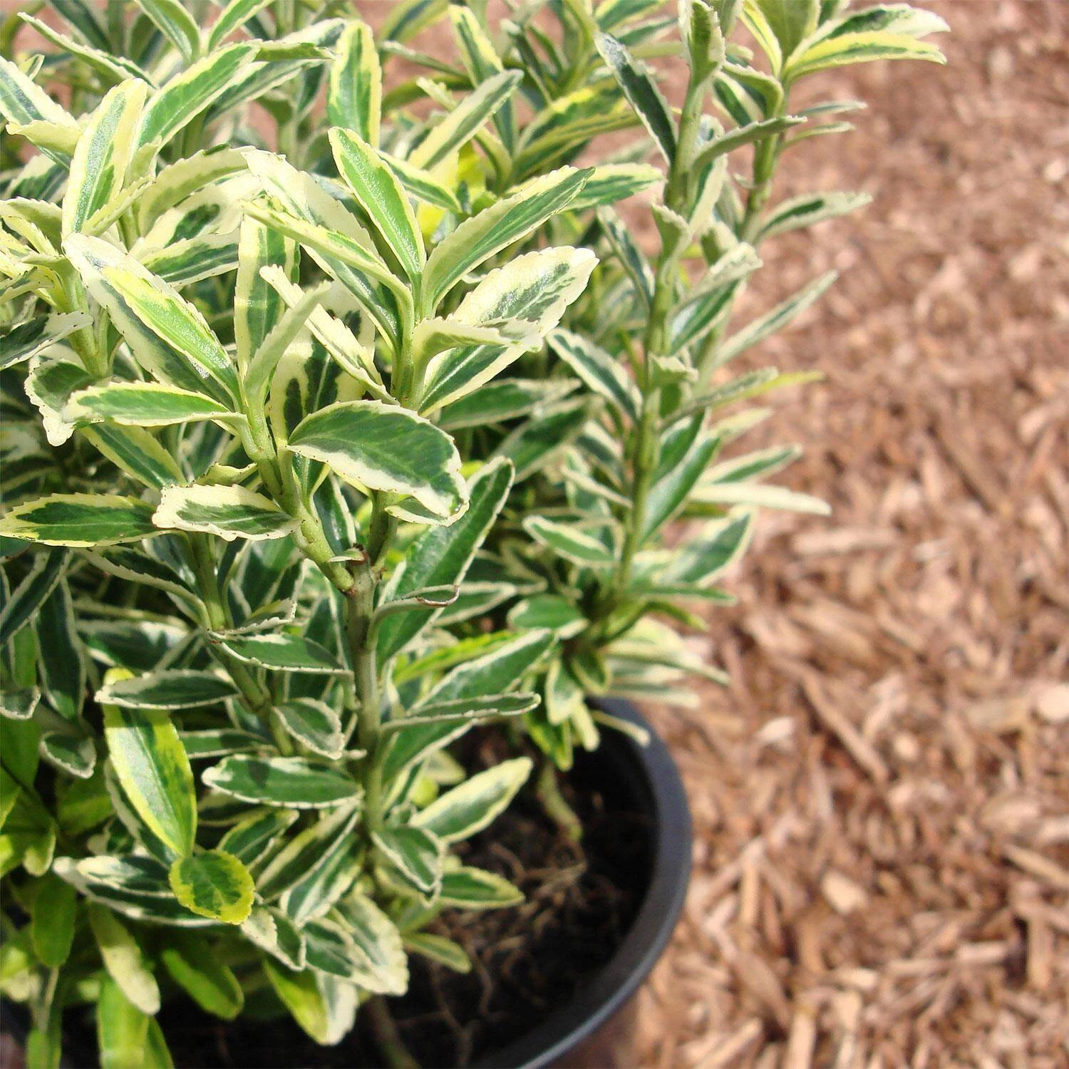 Euonymus Japonicus 'Microphylla Aureovariegata' - Image 2